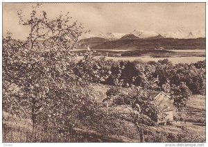 AD: Norwegian Medicinal Cod Liver Oil , Birkland , Norway , 1910-20s ; Romsda...