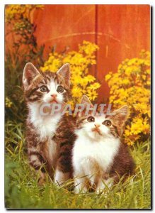 Modern Postcard Cats Kittens