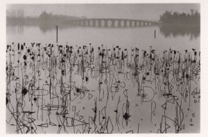 Dead Lorus Leaves 1960s Kunming Lake Beijing China Photo Postcard