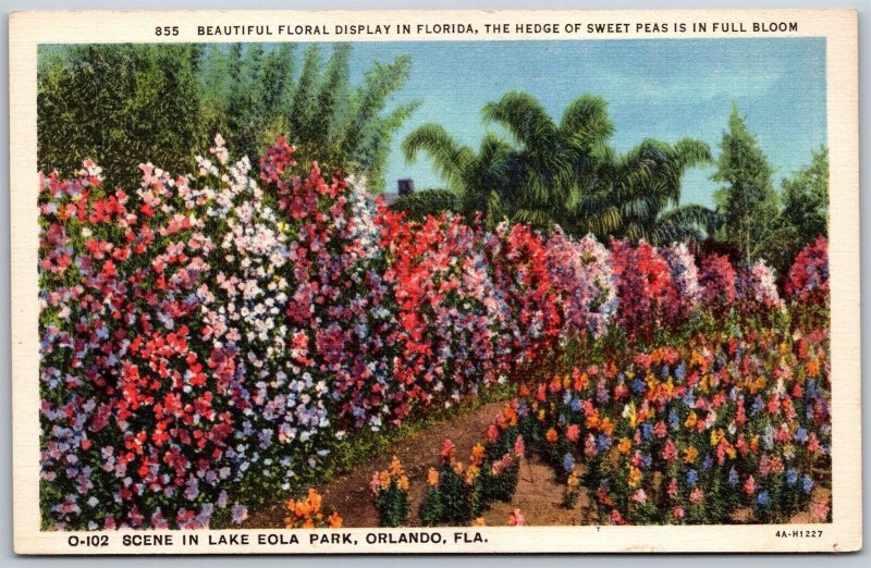 Vtg Orlando Florida FL Scene in Lake Eola Park Sweet Peas 1930s View Postcard