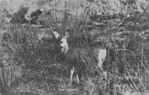 Aldridge Montana MT-Deer  At Home ~W H Emmett Albertype Photo POSTCARD