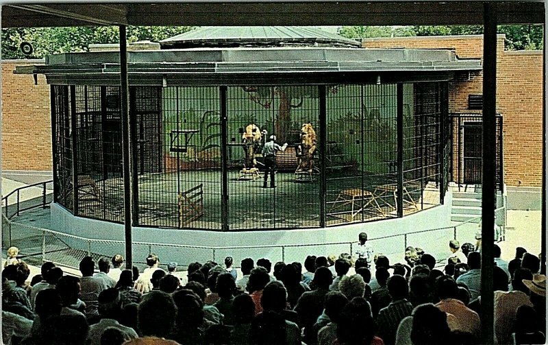 St Louis Missouri Forest Park Zoo Lion Show Postcard