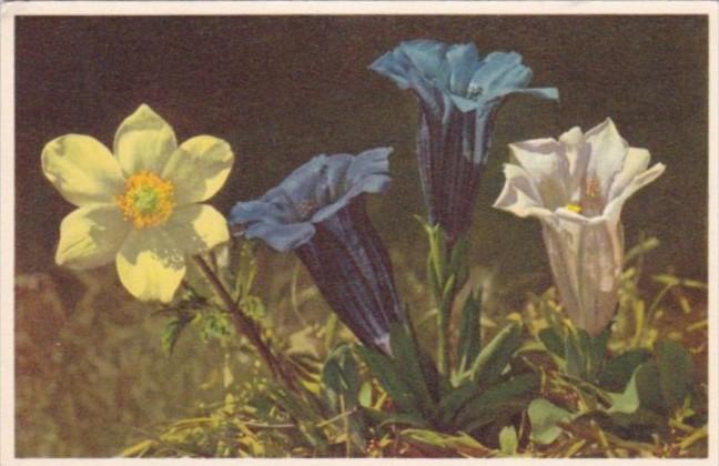 Flowers Sulphur Yellow Anemone and Stemless Gentian