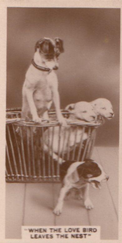 Dogs Dog Leaving Lovers Nest German Antique Real Photo Cigarette Card