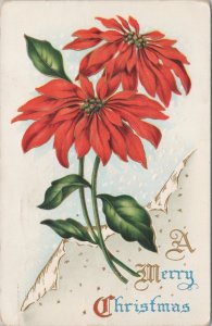 Holiday~Christmas~Large Red Flowers In Full Bloom~Vintage Postcard