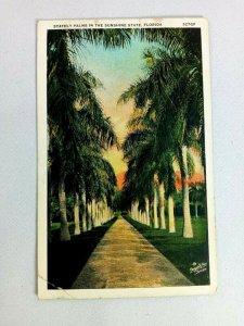 Vintage Postcard Stately Palms in the Sunshine State Florida