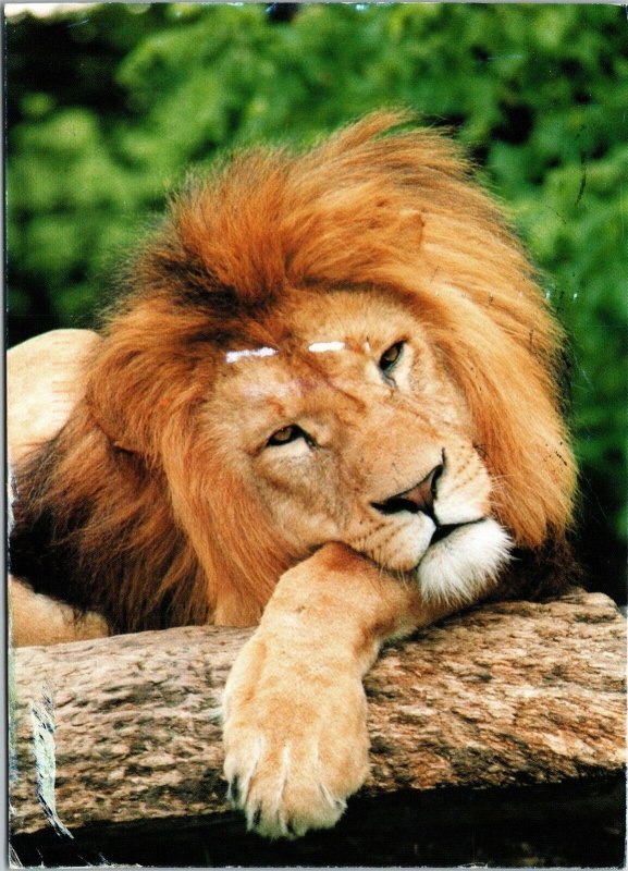 Lion Photo Postcard Germany Postmarked PM Modern Chrome Luftpost 