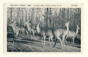 Bakers Mills, Warren County, New York/NY Postcard, The Only Dears I Met