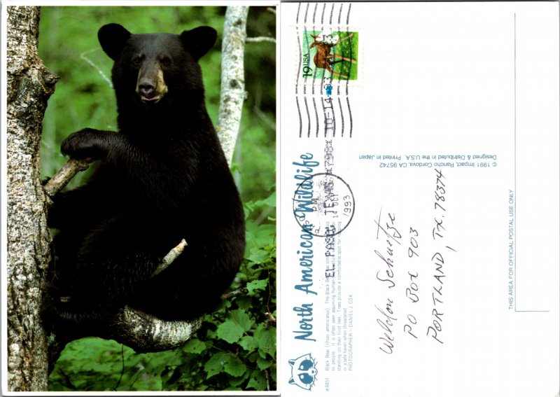 Black Bear (11802)