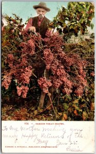 1908 Oregon Tokay Grapes Fruit Farming Posted Postcard