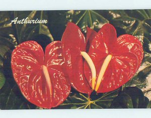 Pre-1980 COLORFUL RED FLOWERS State Of Hawaii HI AD2605