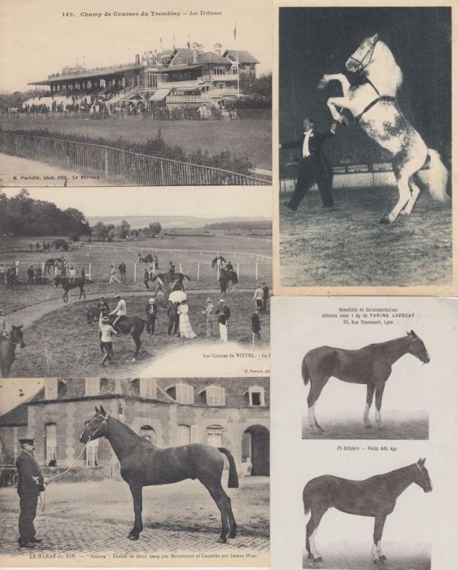 CHEVALS HORSES 453 ANIMAUX Cartes Postales 1900-1940