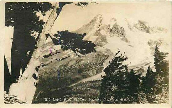 WA, Rainier National Park, Washington, RPPC, The Lone Pine Vista, Ranapar Studio