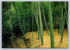 A Path in Saga-Field 4x6 VINTAGE Postcard 0339