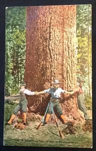 Unused Postcard A Giant Pine Tree California LB