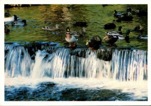 Massachusetts Northampton Look Memorial Park Ducks