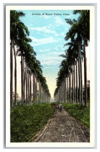 Avenue of Royal Palms Havana Cuba UNP WB Postcard I20