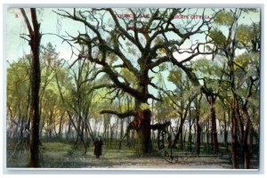 1909 View Of Council Oak Trees Sioux City Iowa IA Posted Antique Postcard