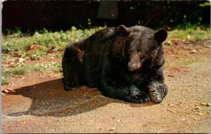 Great Smoky Mountains National Park Native Black Bear