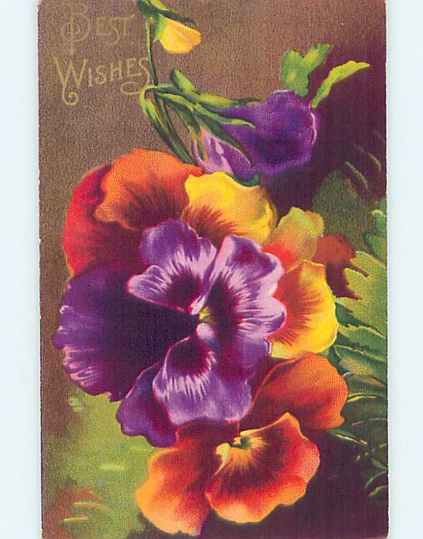 Divided-Back BEAUTIFUL PANSY FLOWERS - LOTS OF COLORS ho3843