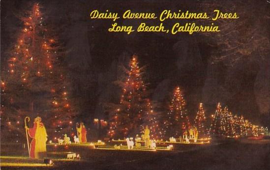 California Long Beach Daisy Avenue Christmas Trees