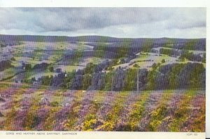 Devon Postcard - Gorse and Heather Above - Dartmeet - Dartmoor - Ref TZ37