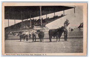 c1910's Prize Cattle New York State Fair Syracuse NY Unposted Antique Postcard