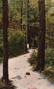 Vintage Postcard View Of Forest Beautiful Scenery Nature