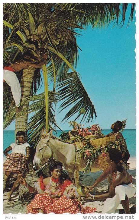 Picking Coconuts, Peeling Coconuts, JAMAICA, 40-60´