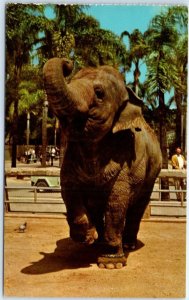 Postcard - Indian Elephant, San Diego Zoo - California