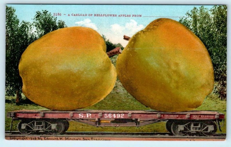 2 Exaggeration Postcards CARLOAD of BELLEFLOWER APPLES 1910 Mitchell