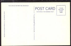 Yucca Plant or Spanish Dagger