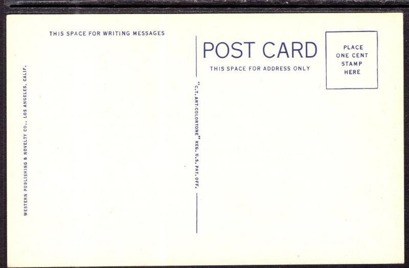 Yucca Plant or Spanish Dagger