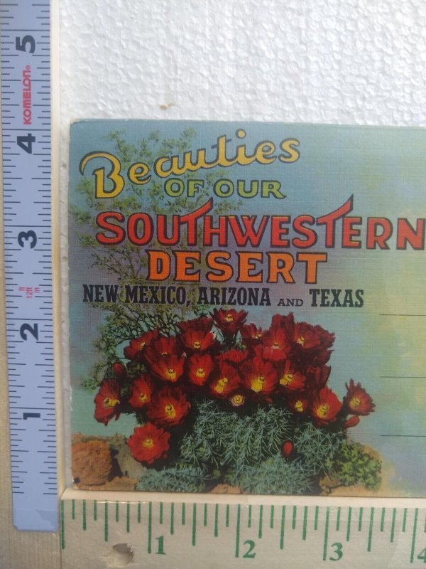 Postcard Album Many Varieties of Cacti of the Southwest 