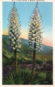 Vintage Postcard 1936 Yucca Palms In Bloom Flowers California M. Kashower Pub.