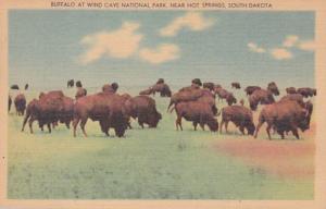 South Dakota Wind Cave National Park Buffalo Herd