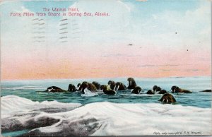 Walrus Hunt Bering Sea AK Alaska AYPE c1909 FH Nowell Postcard G41