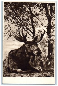 c1950's Elk of Neringa Neringos Sav Lithuania Vintage Unposted Postcard