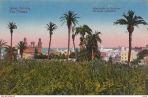 Gran Canaria , Las Palmas ; Spain , 00-10s ; Banana Plantation