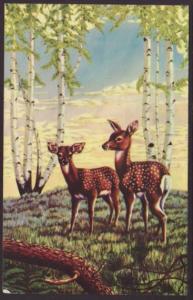 Springtime,Deer,Dorthy Larsen Postcard 