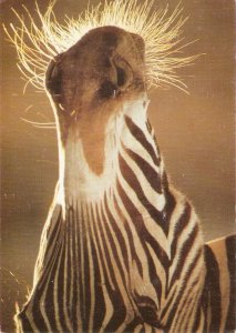 Animals.Zebra in SunlightModern Englishn  Photo postcard