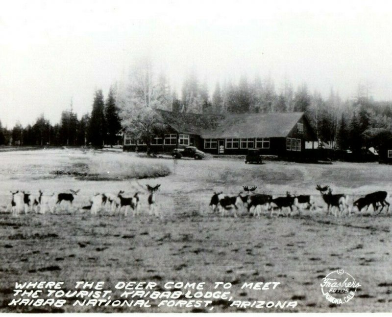 Vintage RPPC Frashers Deer Lodge at Kaibab National Forest, AZ Postcard P87