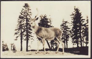 A Buck in the Velvet Postcard
