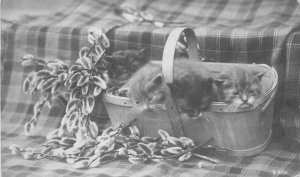 RPPC Postcard 1909 Basket Kittens Cats interior 23-4622