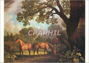 Postcard Modern Walker Art Gallery Liverpool Colt and Two Chestnut Horses