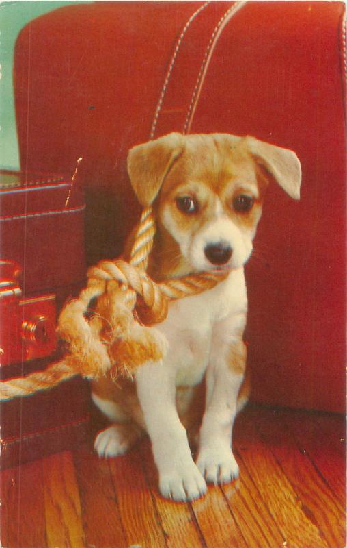 Beagle?  Puppy in Red Chair Tied to Big Rope  Postcard