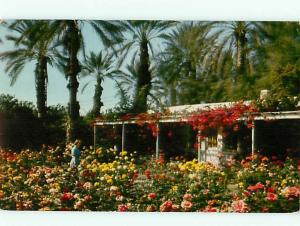 Vintage Post Card Palm Springs Coachella Valley Date Palms  CA  # 4717