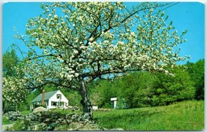 Postcard - Apple Blossom Tree - This Spring setting located at Weston, Vermont 