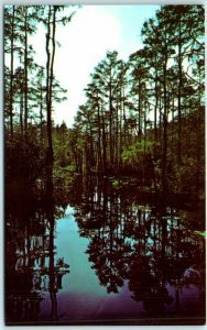 M-2031 Okefenokee Swamp Park Waycross Georgia