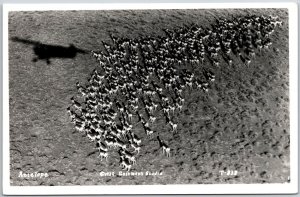 Antelopes In Aerial View Eastman's Studio RPPC Real Photo Vintage Postcard